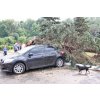 Тойоту Ярис на площі Т.Шевченка (колишня ім. Комсомолу) під час буревію привалило блакитною ялинкою (на диво, авто майже не постраждало)))